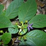 Lycianthes sanctaeclarae Flower