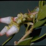 Arctostaphylos myrtifolia Blomma