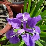 Iris tectorum Blomma