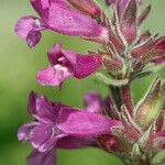 Penstemon monoensis Flower