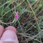 Onobrychis caput-galli Blomma