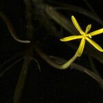 Heteranthera dubia Flower