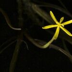 Heteranthera dubia Кветка