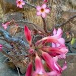 Adenium obesumFleur