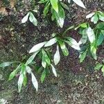 Antrophyum boryanum Hoja