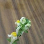 Linaria triphylla പുഷ്പം