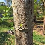 Heliocarpus americanus Bark