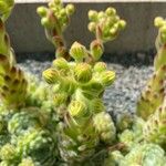 Sempervivum grandiflorum Kvet