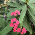 Euphorbia miliiফুল