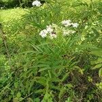 Sambucus ebulus 整株植物