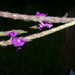 Stachytarpheta mutabilis Blüte