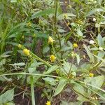 Acmella uliginosa Flower