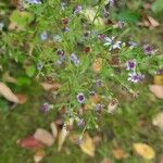 Symphyotrichum cordifoliumКветка