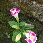 Torenia fournieri Çiçek