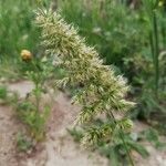 Trisetaria panicea Floare