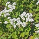 Pelargonium cucullatum Blad