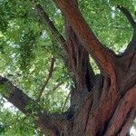 Quercus nigra Elinympäristö
