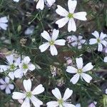 Petrorhagia saxifraga Blomst