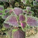 Coleus decurrensLeaf