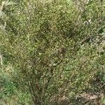 Fernelia buxifolia Habit