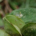 Commelina maculata Hábito