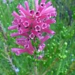 Erica verticillata Fleur