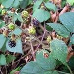 Rubus loehrii Фрукт