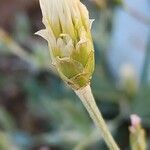 Chardinia orientalis Fruit