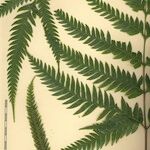 Pteris incompleta Други