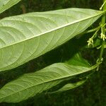 Cestrum racemosum Leaf