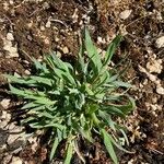 Poa badensis Leaf