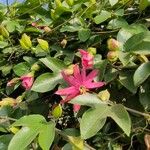 Passiflora manicata Bloem