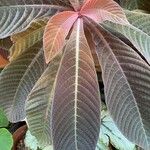 Hoffmannia refulgens Hoja