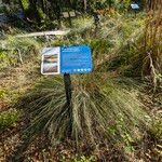 Muhlenbergia capillaris 葉