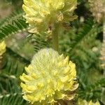 Astragalus alopecurus Fleur