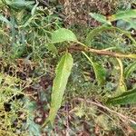 Ceballosia fruticosa Likasa