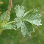 Potentilla crantzii Leaf