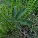 Comarum palustre برگ