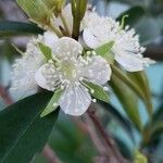 Myrciaria glazioviana Flor