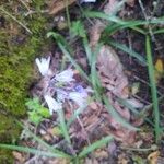 Brimeura amethystina Fula