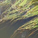 Vallisneria spiralis Habitatea