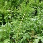 Equisetum telmateia Цветок