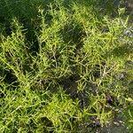Batis maritima Leaf