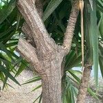 Yucca aloifolia Kůra
