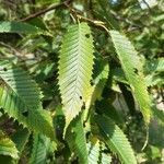 Carpinus japonica ഇല