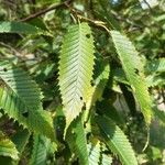 Carpinus japonica Leaf