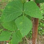 Mucuna pruriens पत्ता