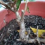 Hydrangea paniculata Bark