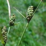 Carex tomentosa Fruit