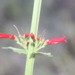 Russelia sarmentosa Квітка